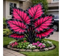 Taro Black Magic Elephant Ear: foglie viola intenso dalla consistenza liscia, perfette per l'architettura del paesaggio e la coltivazione in vaso-6 PIECE-a