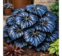 Taro Black Magic Elephant Ear: foglie viola intenso dalla consistenza liscia, perfette per l'architettura del paesaggio e la coltivazione in vaso-2 PIECE-d