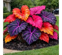 Taro Black Magic Elephant Ear: foglie viola intenso dalla consistenza liscia, perfette per l'architettura del paesaggio e la coltivazione in vaso-6 PIECE-i