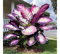 Taro Black Magic Elephant Ear: foglie viola intenso dalla consistenza liscia, perfette per l'architettura del paesaggio e la coltivazione in vaso-2 PIECE-g