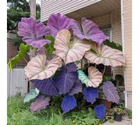 Taro gigante a forma di orecchio di elefante - Fogliame ornamentale - Decorazione da giardino-A-5 Rizoma