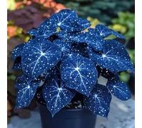 Taro gigante a forma di orecchio di elefante - Fogliame ornamentale - Decorazione da giardino-I-8 Rizoma