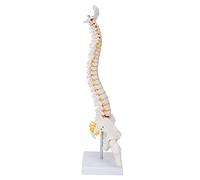 TARSHYRY Modello della Colonna Vertebrale, Modelli della Colonna Vertebrale per il Modello di Anatomia con di Dorso Umano di Base per l'insegnamento in Classe Scientifica
