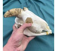 Tassidermia Teschio di Animale Vero Ossa di Animali Vere per Artigianato Decorazione di Teschi per La Casa Esemplare da Collezione Studi (Teschio di Pecora)