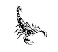 Tatuaggi temporanei impermeabili a forma di scorpione, a lunga durata, da una a due settimane, per uomo e donna, per braccio e gamba.(2pcs)