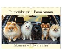 Tausendsassa - Pomeranian (Wandkalender 2026 DIN A3 quer), CALVENDO Monatskalender: Er kann und will überall mit hin!