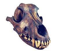 Taxidermy Real Animal Skull - Modello vero teschio di animali - per la casa decorazione del teschio esemplare da collezione regali speciali (teschio di lupo)
