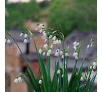 tazze primaverili,Aiuole rialzate per il giardino,decorative decorazioni giardino,arredamento moderno per il soggiorno resistenti all'ombra,12bulbi