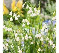 tazze primaverili,balcone,in vaso,insoliti Aiuole rialzate per il giardino,decorative resistenti in vaso,meravigliosamente vivaci con 10bulbi