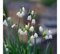 tazze primaverili,resistenti in vaso,meravigliosamente vivaci con Bulbi di resistenti al freddo all'ombra,ideali per decorare il davanzale.12bulbi