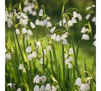 tazze primaverili,resistenti,in vaso resistenti in vaso,meravigliosamente vivaci con crescita lungo periodo di per una,15bulbi