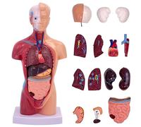 TAZZOR 15 pezzi anatomia modello 28 cm - Cranio cervello torso e organi interni - Modello di montaggio anatomico 4D degli organi umani, bambola anatomica corpo per studi medici e scopi didattici