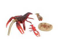 Tbest 4pcs Aragosta Ciclo di Vita Modello Pvc Figurine per l'insegnamento della Biologia Marina e l'arredamento della Casa