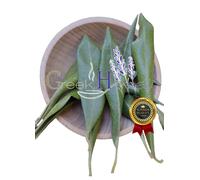 Tè 100% naturale greco essiccato foglie di olivo foglie sfuse 20 g - 4,9 kg O...