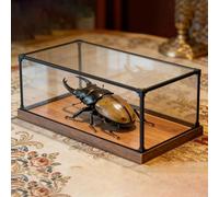 Teca Plexiglass Vetrina Trasparente Esemplare Coleottero Lungo Appassionati Insetti, Grandi Scatole Acrilico Base Legno Struttura Lega, Vetrina Oggetti Collezione(50x50xH40cm/20x20x16in)
