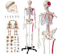 tectake® Modello Anatomico di Scheletro Umano a Grandezza Naturale, Cranio Apribile, Articolazioni Mobili, Braccia e Gambe Rimovibili, Inclusi Muscoli e Ossa, Poster Dettagliato