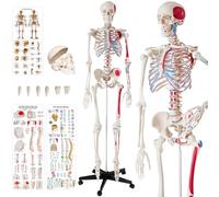 tectake® Modello Anatomico di Scheletro Umano a Grandezza Naturale, Mandibola Mobile, Braccia e Gambe Smontabili, Modello Lavabile e Resistente, Poster Anatomico Incluso