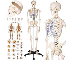 tectake® Modello Anatomico di Scheletro Umano a Grandezza Naturale, Mandibola Mobile, Braccia e Gambe Smontabili, Modello Lavabile e Resistente, Poster Anatomico Incluso