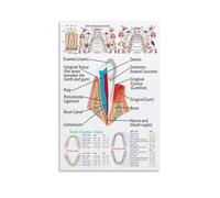 Teeth and Organ Relationship Chart Canvas Wall-Art Poster Educational Print for Yoga Studio Room(Unframed,12x18inch(30x45cm))