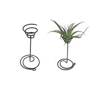 TEHAUX Supporto in Ferro per Piante Aria Ananas, Portafiori Nero Resistente e Non Deformabile, per Decorazioni e Progetti di Verde Indoor