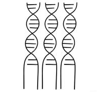 Telaio in ferro a forma di DNA per piante rampicanti adatto per pothos edera mattutina gloria e altre specie di vite in per composizioni in vaso (nero)
