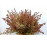 Teloxis Aristata Professionale timo seamoss FOAM KIT ALBERI 90 alberelli