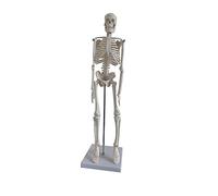 TEMPNAP modello di scheletro umano Modello del corpo umano mini ossa dello scheletro modello osseo di simulazione mini scheletro pieno scheletri modello anatomico pvc bianca