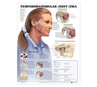 Temporomandibular Joint Antomical Chart
