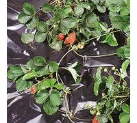 TENAX Black Cover 2,00x10 m Nero, Film Impermeabile Antierbacce per Pacciamatura Ortaggi e Fragole (Busta)