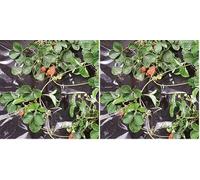 TENAX Black Cover 2,00x10 m Nero, Film Impermeabile Antierbacce per Pacciamatura Ortaggi e Fragole (Busta) (Confezione da 2)