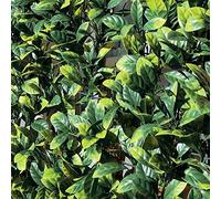 TENAX Divy 3D Plus Laurus, Siepe Sintetica 1,00x3m Foglie Tipo Lauro su Rete di Plastica