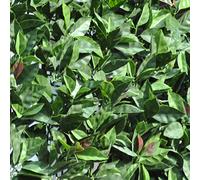 TENAX Divy 3D Plus Photinia, Siepe Sintetica 1,50x3m Foglie Tipo Fotinia su Rete di Plastica