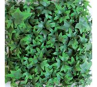 TENAX Divy Panel Helix Siepe Artificiale Modulare 3D Edera 50x100 cm | Pannello per Giardino Verticale, Parete Verde Artificiale, Decorazione Indoor Outdoor, Verde