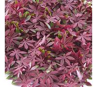 TENAX Pannello Componibile con Foglie Artificiali Tipo Acero Rosso, Divy Panel Arce 0,5x0,5 m per Decorazione Parete Giardino Verticale