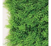 TENAX Siepe Sintetica a Pannelli per Parete Giardino Verticale, Tipo Felce, Divy 3D Panel Fern 0,50 x 1 m, componibile per Decorazione e schermatura
