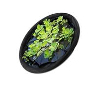 TENYELE Galleggiante Isola Pianta Protector Fish Barrier Stagno Decorazione Acqua Trasmissione Circolare Pesce Barriera Guardia