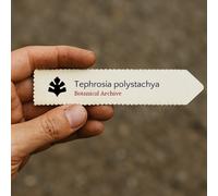 Tephrosia polystachya SEEDS - - SEMI Pianta veleno per pesci | Tephrosia