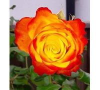 Tequila Sunrise Ibridi di Tea Rose Bush radice Nuda