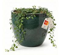 Teramico Premium - Vaso per piante in ceramica smaltata - 100% resistente al gelo e fatto a mano. Vaso da fiori con foro per esterno e interno. Vaso decorativo unico, resistente all'inverno (Verde