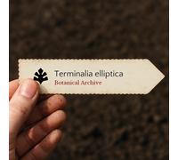 Terminalia elliptica SEEDS - - SEMI Alloro indiano | Legno nero