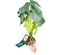 Terra Della Alocasia Verde - M