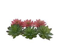 Terra Della, Echeveria 2 14 x 12,5 x 9,2 cm, colori misti, rettili