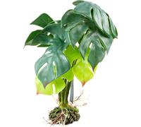 Terra Della Monstera Verde - M