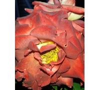 Terracotta Garden Rose: vol.2