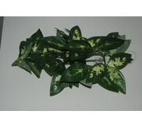 Terrario Grande Borneo Seta da Appendere Vite Pianta 40 CM Rettile Komodo