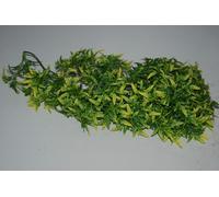 Terrario Grande Giungla Pianta Rettile Realistica Croton Vite Ca 60cms