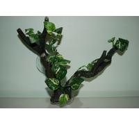 Terrario Grande Rettile Doppio Ventosa Montato Ramo Ca 25 x 10 CM Lungo