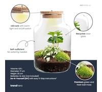 Terrario per piante • Little Milky + lampada LED • Pianta ecosistema • ↑ 25 cm