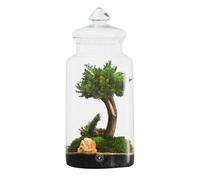 TERRAVIVA DESIGN COMPOSIZIONE 28X18 CM CON BONSAI DI GINEPRO PIANTE E MUSCHI STABILIZZATI