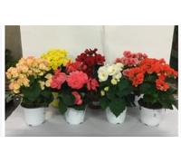 Terre di Romagna Begonie da Interno/Esterno, Resistenti Inverno-Estate, Vaso 12cm, Colori Misti Rosa-Bianco-Rosso, Made in Italy